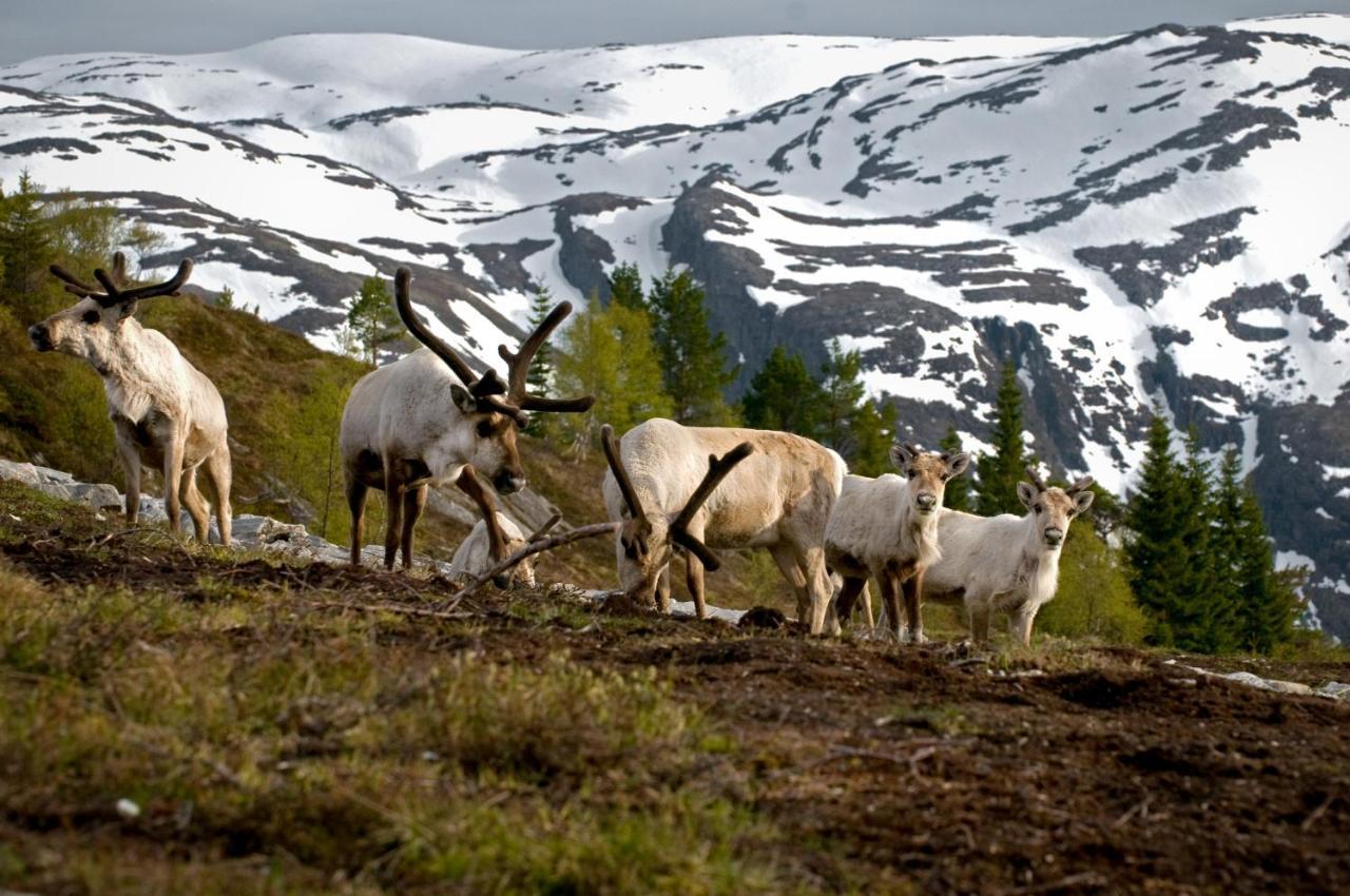 Rondane River Lodge - Rondane Gjestegard Enden Exteriér fotografie